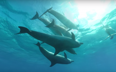Swimming with dolphins in Virtual Reality